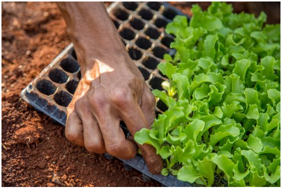 Green Guardians: Cultivate, Care, and Sell (Level 3)